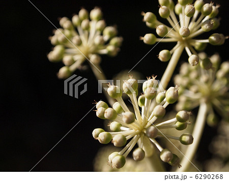 ヤツデの花 6290268