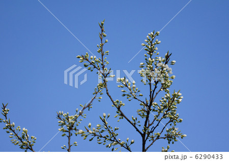 姫林檎　沢山蕾がついています。 6290433