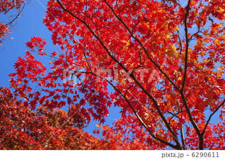 京都のもみじ紅葉 京都のもみじ紅葉 6290611