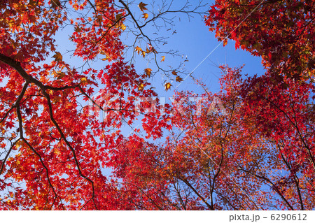 京都のもみじ紅葉 京都のもみじ紅葉 6290612