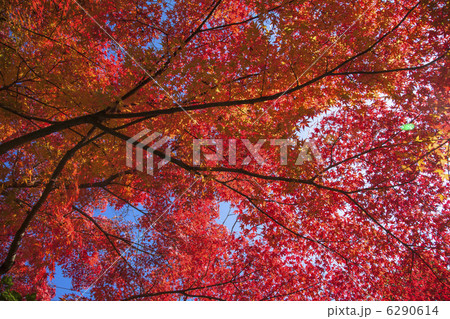京都のもみじ紅葉 6290614