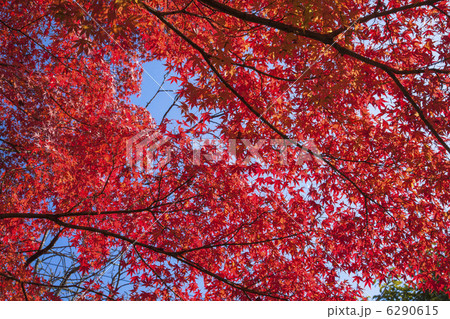 京都のもみじ紅葉 6290615