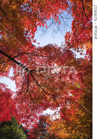京都のもみじ紅葉 6290617