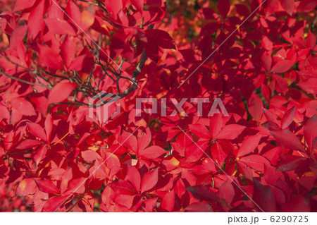 どうだんつつじの紅葉 6290725