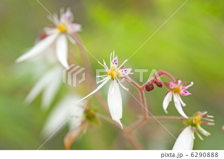 ユキノシタ ユキノシタ 6290888