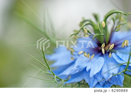 ニゲラ 黒種草 クロタネソウ ニゲラ 黒種草 クロタネソウ 6290889