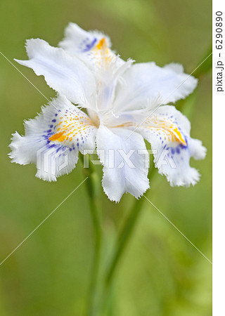 シャガの花 6290890