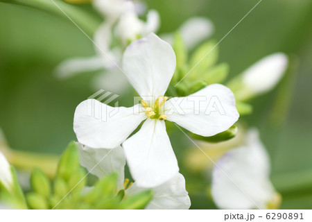 大根の花 大根の花 6290891