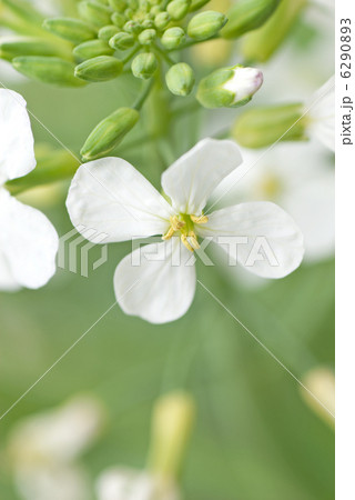 大根の花 6290893