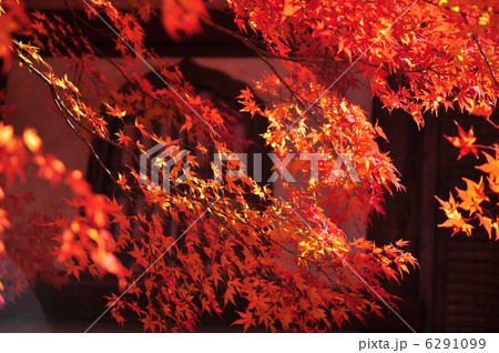 煌くもみじ 6291099