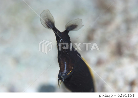 ハナヒゲウツボの黒 6291151