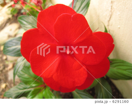 ニューギニア・インパチェンスの花 6291160