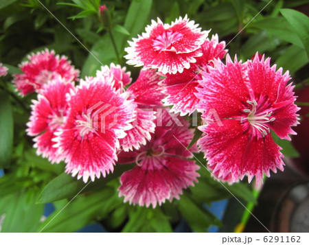 ナデシコの花 6291162