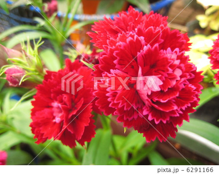 八重咲きナデシコの花 6291166