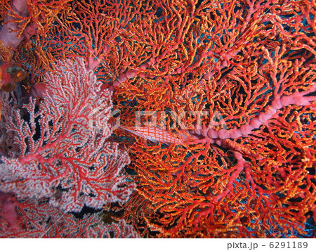 クダゴンベ　 6291189