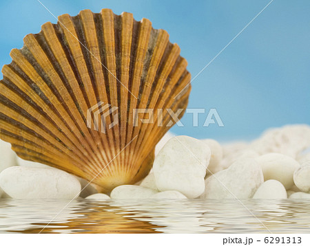 seashell on the beach seashell on the beach 6291313