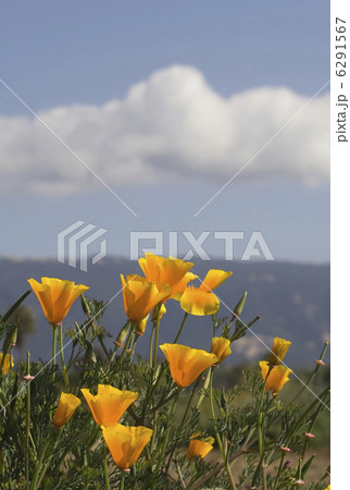 flowers 6291567