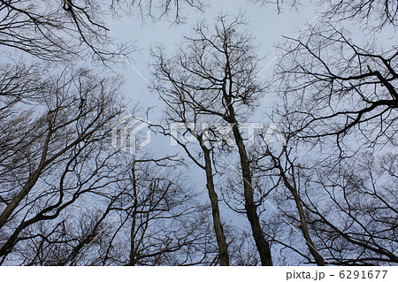 冬の森 冬の森 6291677