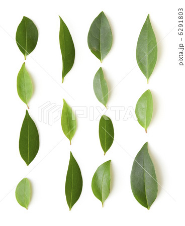 並んだ木の葉 6291803