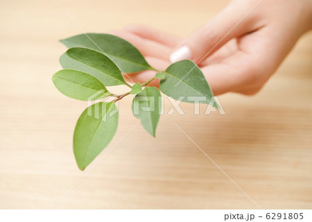 枝葉を持つ 6291805