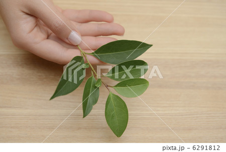 木の葉を持つ女性 6291812