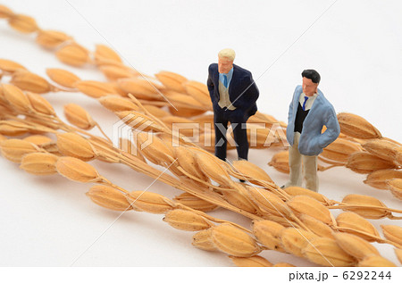 米 6292244