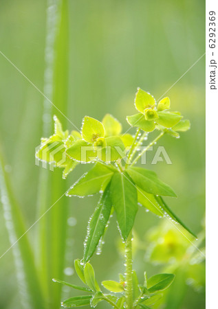 オゼヌマタイゲキ 6292369