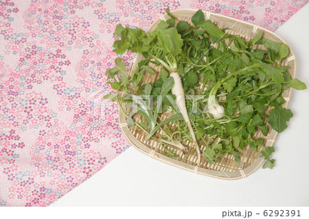 春の七草 6292391