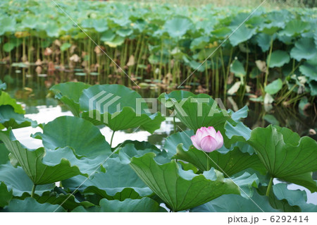 上野恩賜公園　蓮の花 6292414