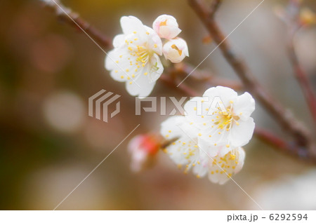 桜 6292594