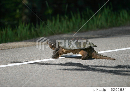 カミツキガメ カミツキガメ 6292684