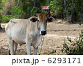 牛 6293171