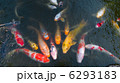 鯉の群れ 6293183