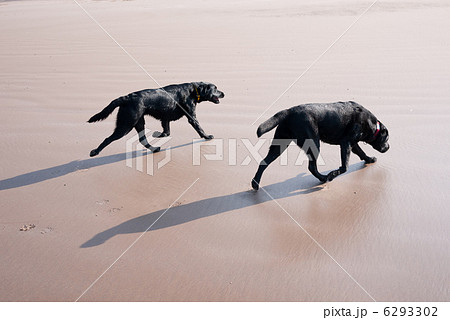 ビーチを走る黒ラブラドール犬（2頭） 6293302