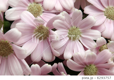 サイネリア 6293757