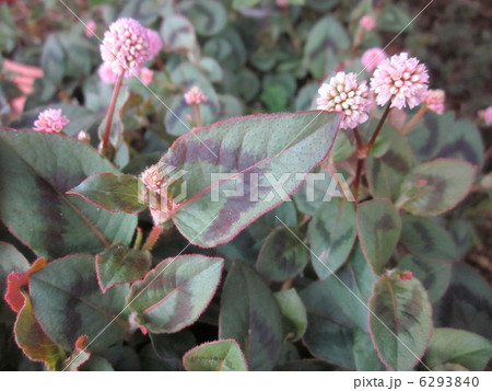 ヒメツルソバ ヒメツルソバ 6293840