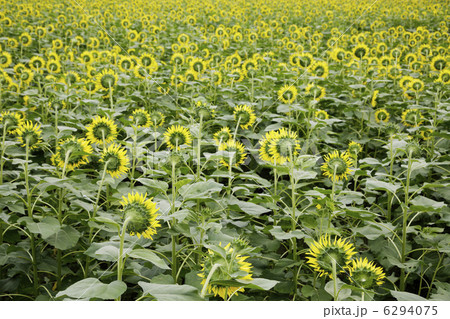 ひまわり 6294075