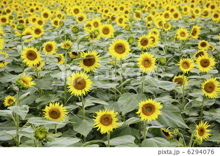ひまわり 6294076