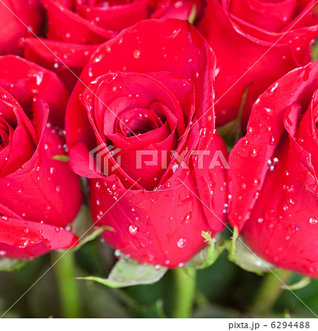 beautiful bouquet of red roses with water drops 6294488