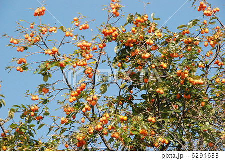 青空と柿の木（京都市） 6294633