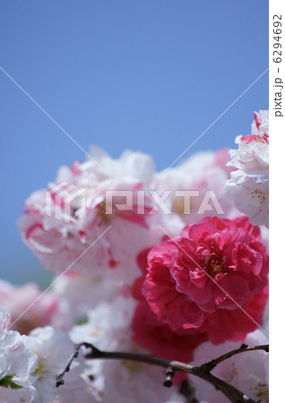 花桃 源平枝垂ゲンペイシダレと申します。一本の木です。 花桃 源平枝垂ゲンペイシダレと申します。一本の木です。 6294692