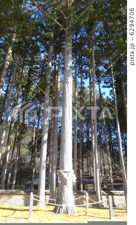 ご神木 ご神木 6294706