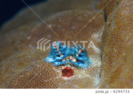 イバラカンザシ イバラカンザシ 6294733