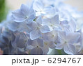 あじさい 6294767