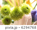 グリーンマム 6294768