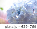 あじさい 6294769