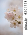 桜 6294773