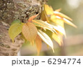 桜の新緑 6294774