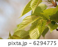 桜の新緑 6294775