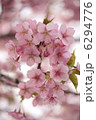 桜 6294776